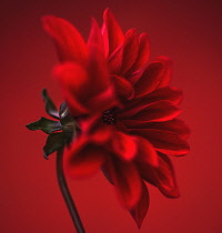 Dahlia, red flower shot against similar colour backgound.