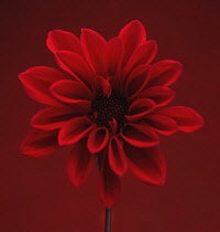 Dahlia, red flower shot against similar colour backgound.