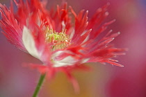 Opium poppy, Papaver somniferum 'Danish Flag', red and white coloured flower showing fringed petals and stamens.