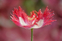 Opium poppy, Papaver somniferum 'Danish Flag', red and white coloured flower showing fringed petals and stamens.