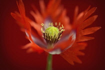 Opium poppy, Papaver somniferum 'Danish Flag', red and white coloured flower showing fringed petals and stamens.