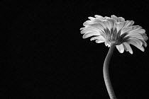 Gerbera jamesonii, black and white flower viewed from underneath against a solid black background.