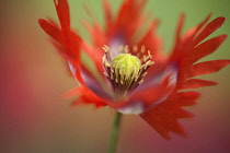 Opium poppy, Papaver somniferum 'Danish Flag', red and white coloured flower showing fringed petals and stamens.