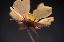 Avens, Geum 'Tangerine dream', viewed from underneath showing the sepals and stamen.