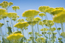 Yarrow, Achillea filipendulina 'Gold Plate', multiple stems backlit against a clear blue sky.