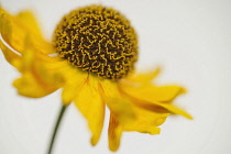 Helen's flower, Sneezeweed, Helenium, viewed side on showing the domed central mass of stamens.