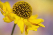 Helen's flower, Sneezeweed, Helenium, viewed side on showing the domed central mass of stamens.