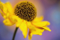 Helen's flower, Sneezeweed, Helenium, viewed side on showing the domed central mass of stamens.