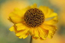 Helen's flower, Sneezeweed, Helenium, viewed side on showing the domed central mass of stamens.