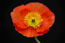 Iceland poppy, Papaver nudicaule, front view showing stigma and stamens.