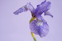 Siberian iris, Iris sibirica 'Sparkling rose', purple flower against pale lilac coloured background.