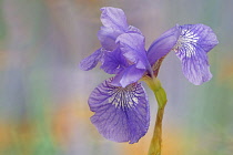 Siberian iris, Iris sibirica 'Sparkling rose', purple flower against dappled background.