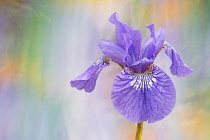 Siberian iris, Iris sibirica 'Sparkling rose', purple flower against dappled background.