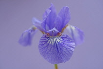 Siberian iris, Iris sibirica 'Sparkling rose', purple flower against lilac background.