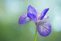 Siberian iris, Iris sibirica 'Sparkling rose', purple flower against green background.