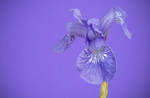 Siberian iris, Iris sibirica 'Sparkling rose', purple flower against mauve background.