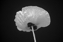 Poppy, Papaver commutatum 'Ladybird', black and white flower shot from behind.