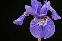 Siberian iris, Iris sibirica 'Sparkling rose', purple flower against black background.