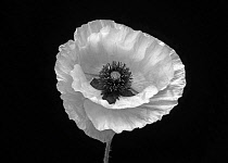 Poppy, Papaver commutatum 'Ladybird', black and white flower against a black background.