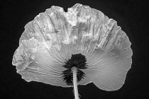 Poppy, Papaver commutatum 'Ladybird', black and white flower shot from behind.