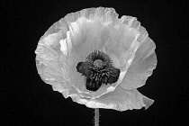 Poppy, Papaver commutatum 'Ladybird', black and white flower against a black background.