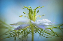 Love-in-a-mist, Nigella damascena, close up showing stamens against a blue background.