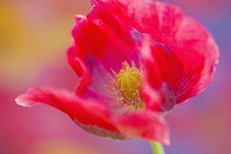 Opium poppy, Papaver somniferum, close up showing the stamens and stigma.