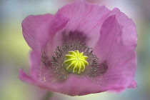 Opium poppy, Papaver somniferum, close up showing the stamens and stigma.