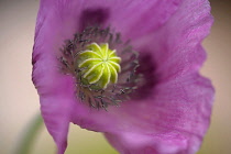 Opium poppy, Papaver somniferum, close up showing the stamens and stigma.