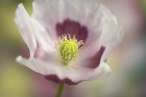 Opium poppy, Papaver somniferum, close up showing the stamens and stigma.