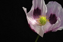 Opium poppy, Papaver somniferum, close up showing the stamens and stigma.