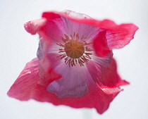 Opium poppy, Papaver somniferum, close up showing the stamens and stigma.