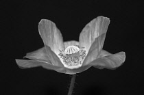 Shirley poppy, Papaver rhoeas Shirley series, black and white side view showing stamens and stigma.