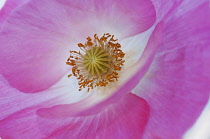 Shirley poppy, Papaver rhoeas Shirley series, pink flower showing stamens and stigma.