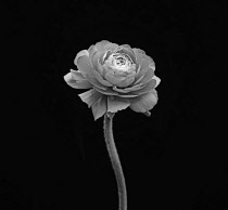 Ranucuclus, Persian buttercup, a Ranunculus asiaticus, black and white against a solid black background.