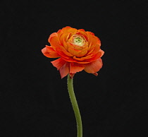 Ranucuclus, Persian buttercup, a Ranunculus asiaticus, orange flower against a solid black background.