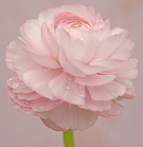 Ranucuclus, Persian buttercup, a Ranunculus asiaticus, pink flower against a pink background.