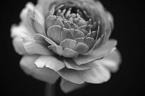 Ranucuclus, Persian buttercup, a Ranunculus asiaticus, black and white against a solid black background.