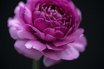 Ranucuclus, Persian buttercup, a Ranunculus asiaticus, dark pink flower against a solid black background.