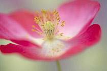 Shirley poppy, Papaver rhoeas Shirley series, pink flower showing stamens and stigma.