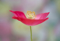 Shirley poppy, Papaver rhoeas Shirley series, pink flower showing stamens and stigma.