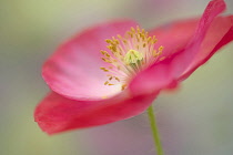 Shirley poppy, Papaver rhoeas Shirley series, pink flower showing stamens and stigma.