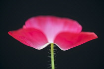 Shirley poppy, Papaver rhoeas Shirley series, pink flower showing stamens and stigma against a solid black background.