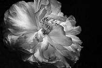 Double shirley poppy, Papaver rhoeas, a black and white shot against a black background.