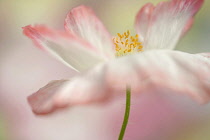 Shirley poppy, Papaver rhoeas Shirley series. pink flower showing stamens and stigma.