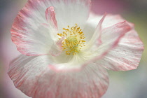 Shirley poppy, Papaver rhoeas Shirley series. pink flower showing stamens and stigma.