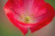 Shirley poppy, Papaver rhoeas Shirley series. red flower showing stamens and stigma.