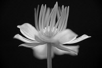 Globeflower, Trollius chinensis, black and white flower showing stamens and stigma, against a solid black background.