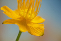 Globeflower, Trollius chinensis, yellow flower showing stamens and stigma.