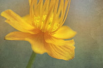 Globeflower, Trollius chinensis, yellow flower showing stamens and stigma.